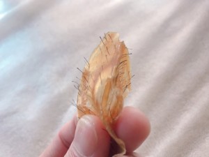 続 ヒゲのワックス脱毛 メリットとデメリット Nadio