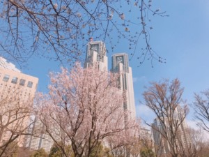 新宿中央公園の桜は三分咲き くらい Nadio