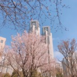 新宿中央公園の桜は三分咲き…くらい