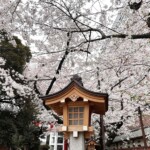 花園神社の桜が(今年も)ちょっと早く咲きました